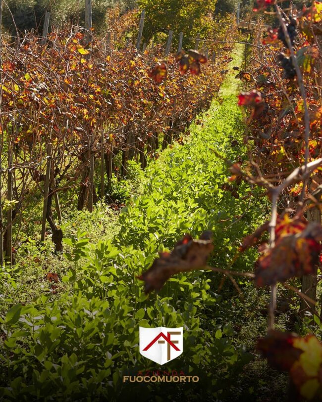 493651202_1257658233032773_8988287436081031202_n