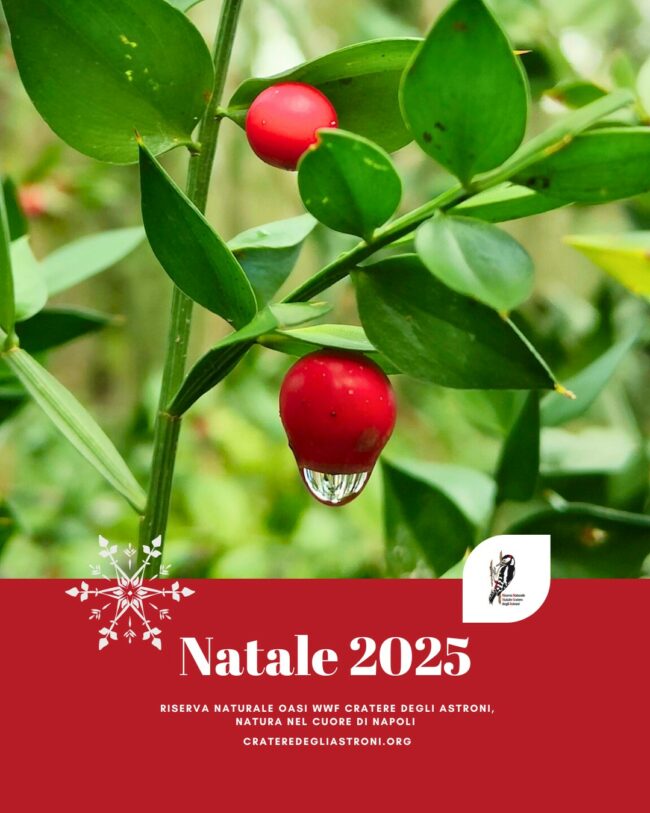 577041951_1162818289374944_8313699371690116059_n