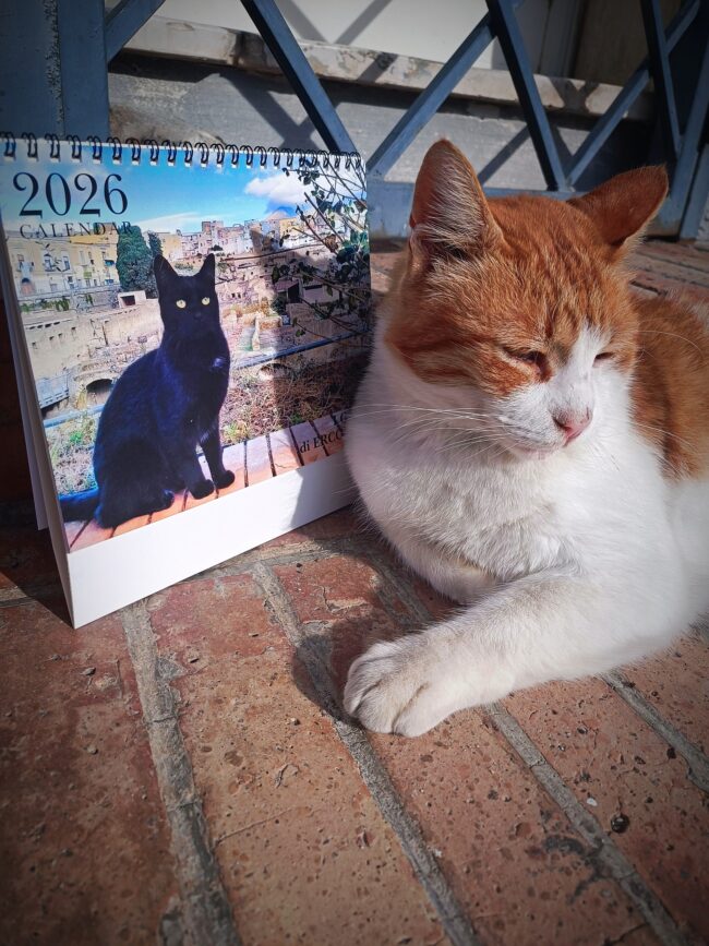 600447699_1302017981952703_8534447439753784671_n