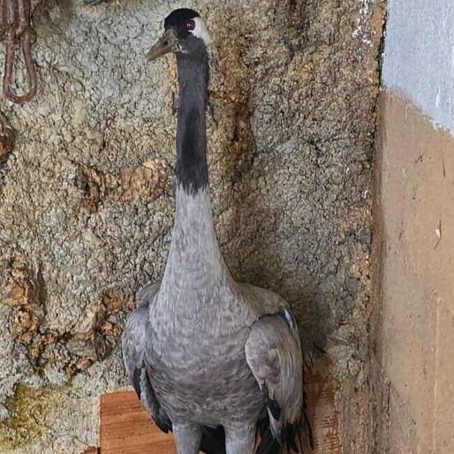 637368164_1447065137461857_5215141776514467830_n